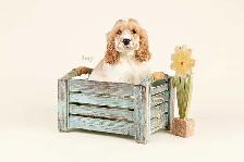 Mini COCKAPOO puppies FOR SALE in Ontario - Photo 2
