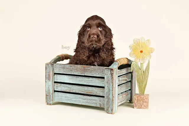 Mini COCKAPOO puppies FOR SALE in Ontario - Photo 3