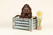 Mini COCKAPOO puppies FOR SALE in Ontario - Photo 3
