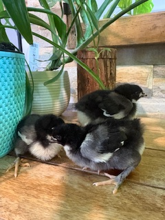Poussins Marans