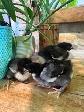 Poussins Marans