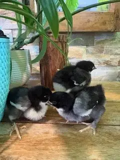 Poussins Marans - Photo 2