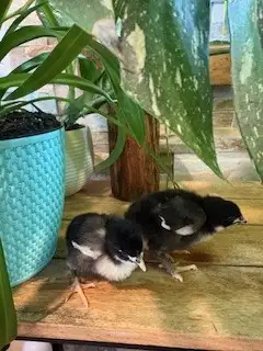 Poussins Marans - Photo 3