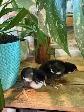 Poussins Marans - Photo 3
