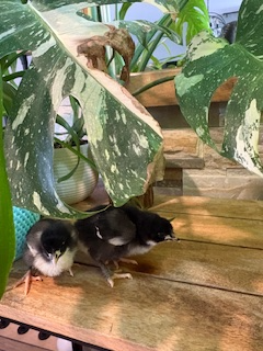 Poussins Marans - Photo 4