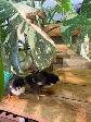 Poussins Marans - Photo 4
