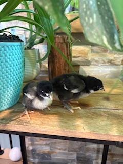 Poussins Marans - Photo 5