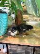 Poussins Marans - Photo 5