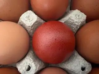 Poussins Marans - Photo 6