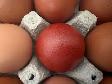 Poussins Marans - Photo 6