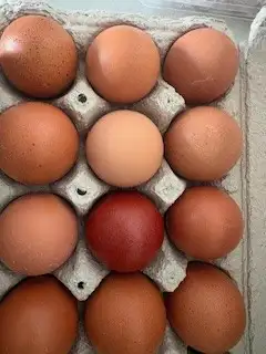 Poussins Marans - Photo 7