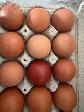 Poussins Marans - Photo 7