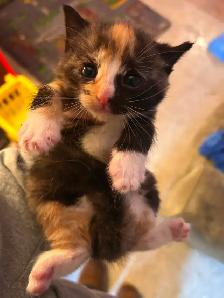 Kittens ready to go in 3 weeks!