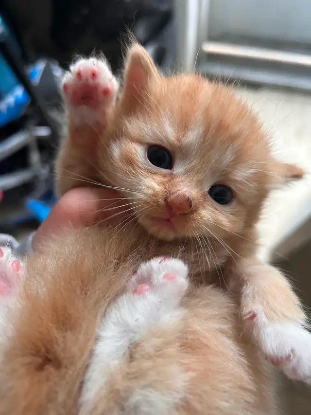 Kittens ready to go in 3 weeks! - Photo 2