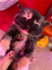 Kittens ready to go in 3 weeks! - Photo 4