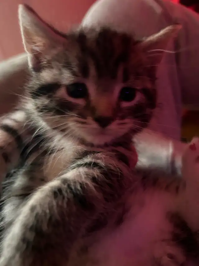 Kittens ready to go in 3 weeks! - Photo 5