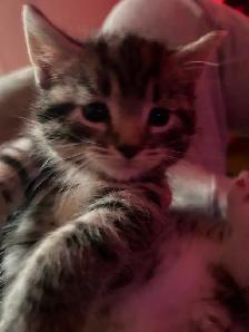 Kittens ready to go in 3 weeks! - Photo 5