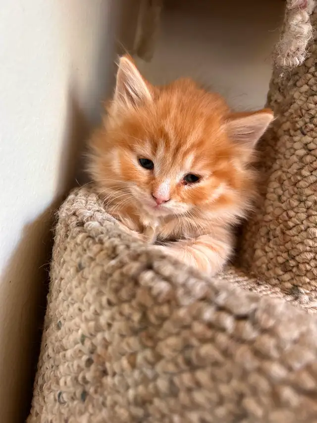 Kittens ready to go in 3 weeks! - Photo 6