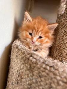 Kittens ready to go in 3 weeks! - Photo 6
