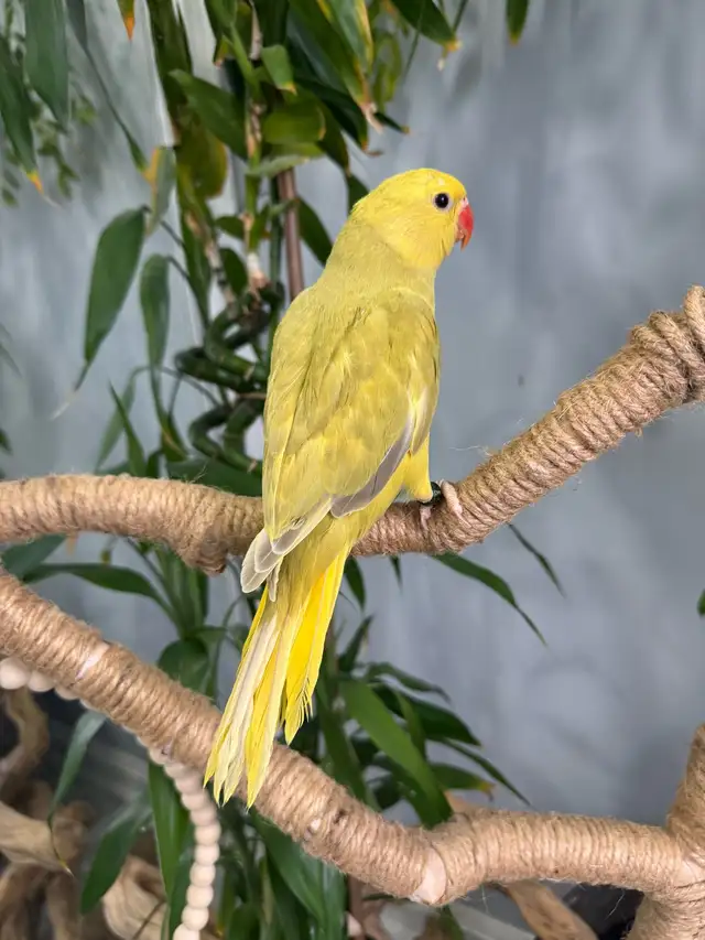 Indian ringneck babies parrot (Lacewing females) - Photo 2