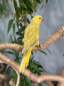 Indian ringneck babies parrot (Lacewing females) - Photo 2