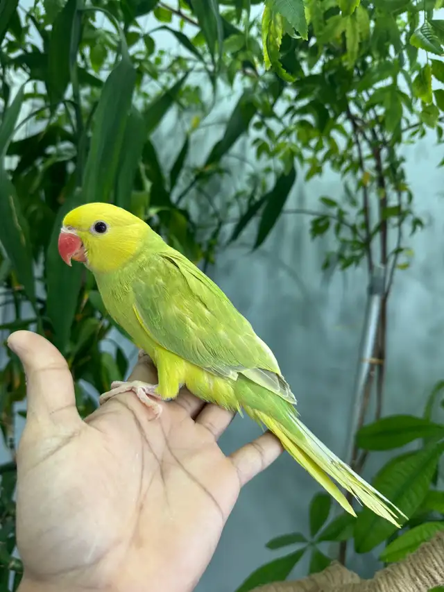 Indian ringneck babies parrot (Lacewing females) - Photo 3
