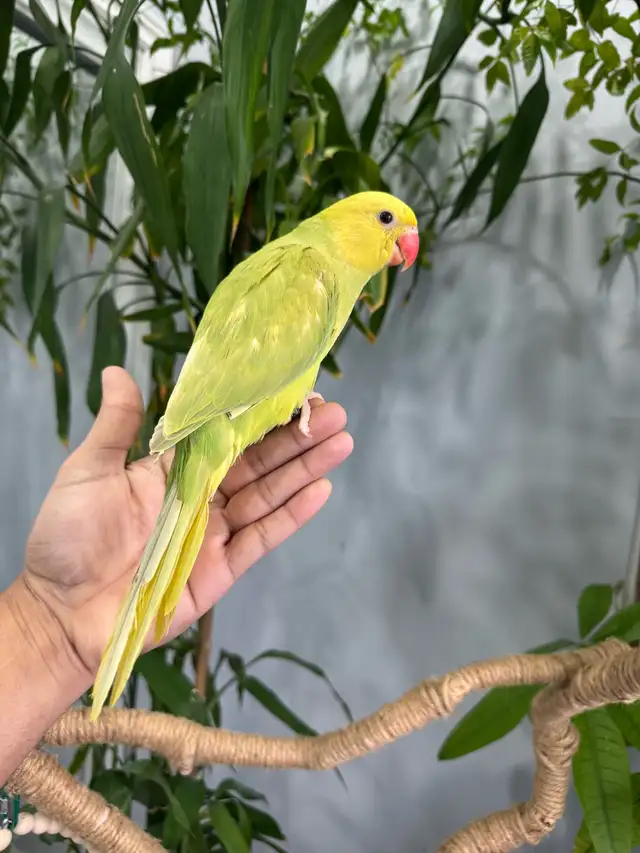 Indian ringneck babies parrot (Lacewing females) - Photo 4
