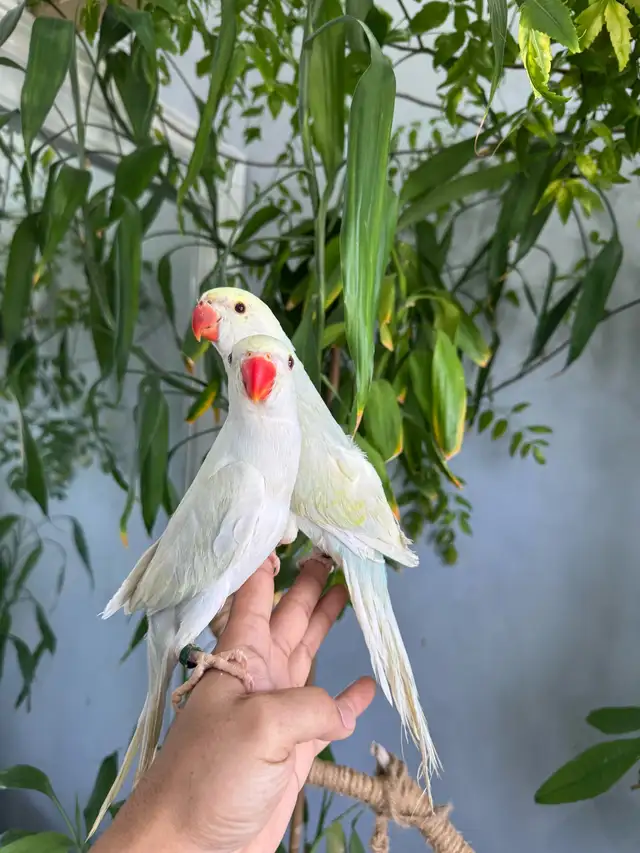 Indian ringneck babies parrot (Lacewing females) - Photo 7