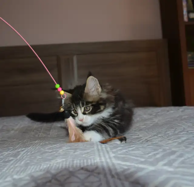 MAINE COON, POLYDACTYL, PUREBRED - Photo 2