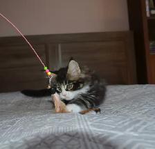 MAINE COON, POLYDACTYL, PUREBRED - Photo 2
