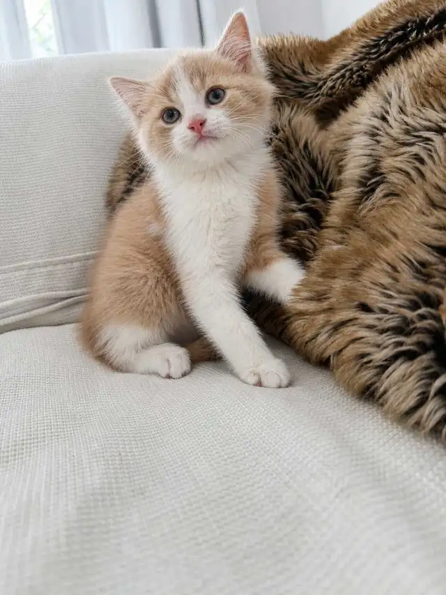 Chaton Siberien hypoallergene - Photo 3