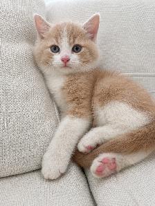 Chaton Siberien hypoallergene
