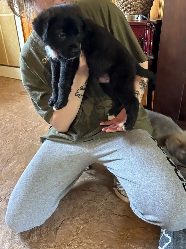 puppies for sale