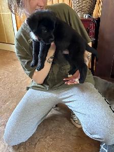 puppies for sale - Photo 2