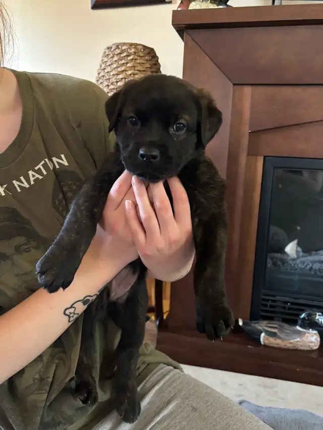 puppies for sale - Photo 3