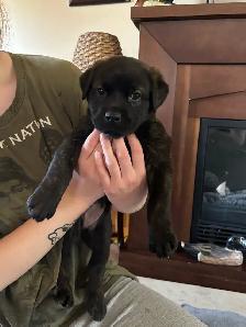 puppies for sale - Photo 3