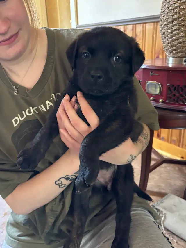 puppies for sale - Photo 4