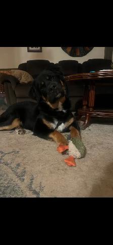 puppies for sale - Photo 5