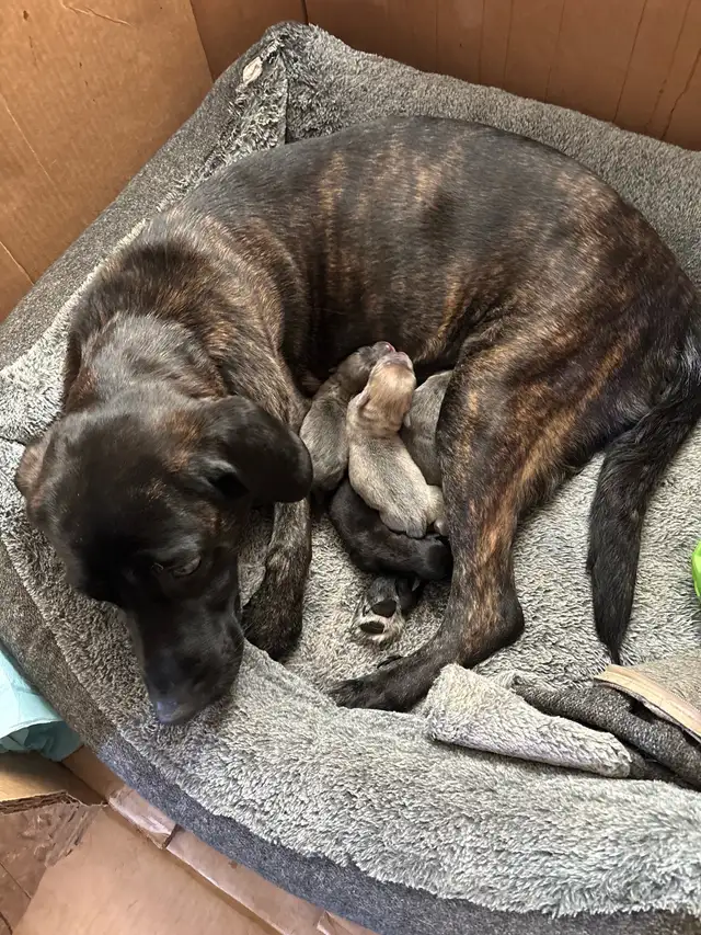 puppies for sale - Photo 6