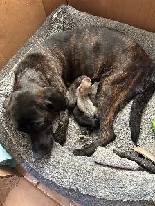 puppies for sale - Photo 6