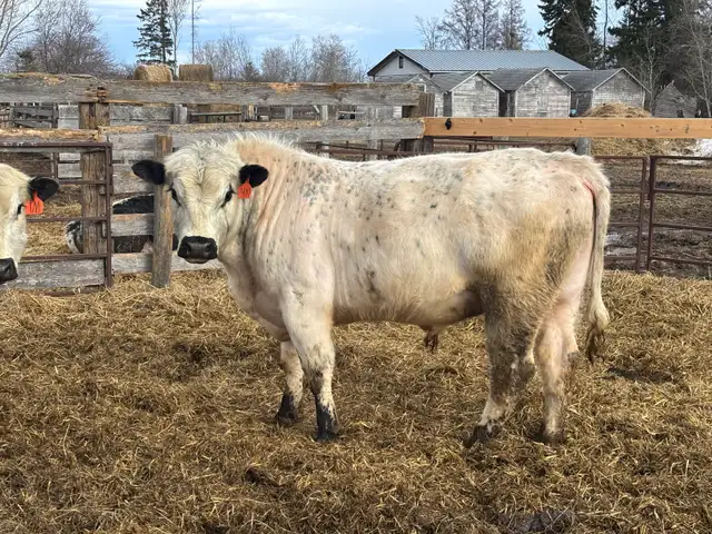 Speckle Park Bulls