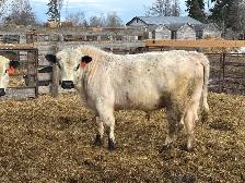 Speckle Park Bulls