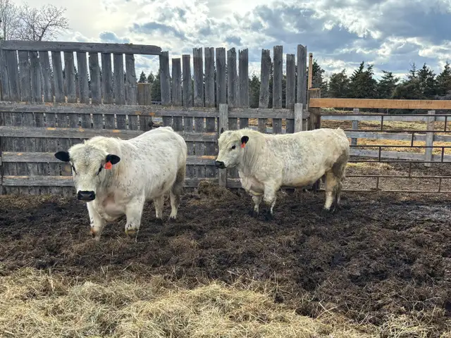 Speckle Park Bulls - Photo 2