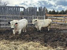 Speckle Park Bulls - Photo 2