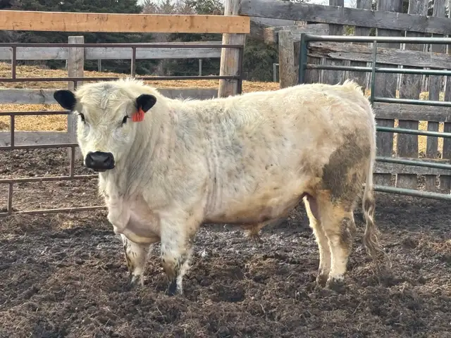 Speckle Park Bulls - Photo 3