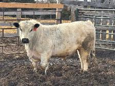 Speckle Park Bulls - Photo 3