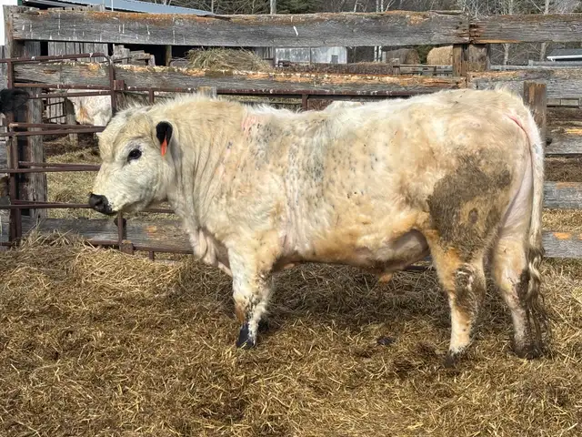 Speckle Park Bulls - Photo 4