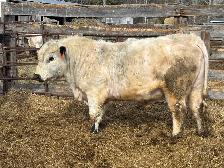 Speckle Park Bulls - Photo 4