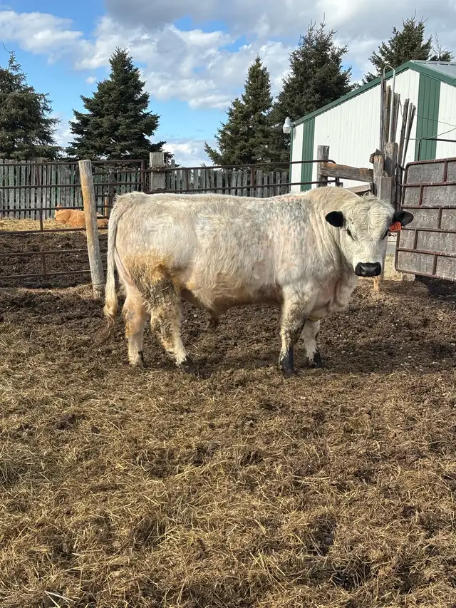 Speckle Park Bulls - Photo 5