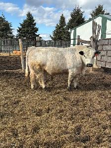 Speckle Park Bulls - Photo 5